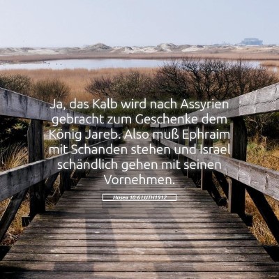 Picture 05 - Hosea 10:6 LUTH1912 - Ja, das Kalb wird nach Assyrien gebracht zum - Bible Verse Picture