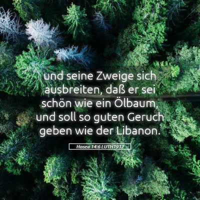 Picture 05 - Hosea 14:6 LUTH1912 - und seine Zweige sich ausbreiten, daß er sei - Bible Verse Picture