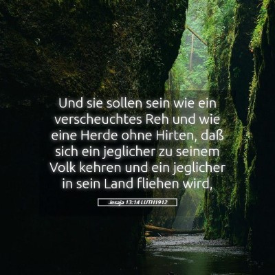 Picture 05 - Jesaja 13:14 LUTH1912 - Und sie sollen sein wie ein verscheuchtes Reh und - Bible Verse Picture