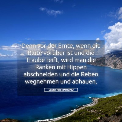 Picture 05 - Jesaja 18:5 LUTH1912 - Denn vor der Ernte, wenn die Blüte vorüber ist - Bible Verse Picture