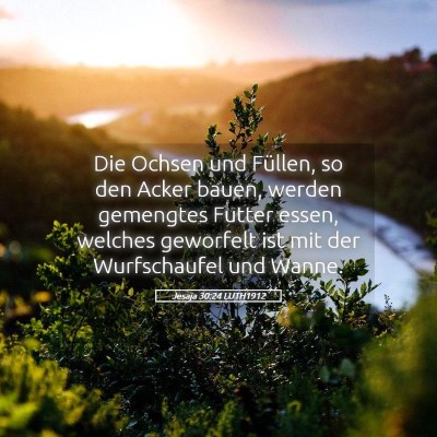 Picture 05 - Jesaja 30:24 LUTH1912 - Die Ochsen und Füllen, so den Acker bauen, - Bible Verse Picture
