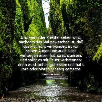 Picture 05 - Levitikus 13:55 LUTH1912 - Und wenn der Priester sehen wird, nachdem das Mal - Bible Verse Picture