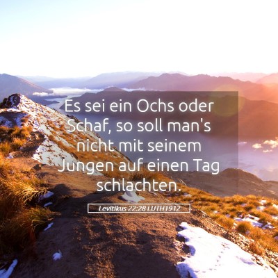 Picture 05 - Levitikus 22:28 LUTH1912 - Es sei ein Ochs oder Schaf, so soll man's nicht - Bible Verse Picture