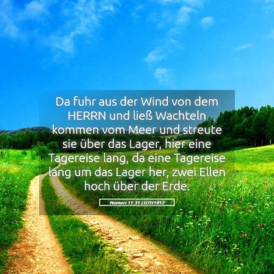 Picture 05 - Numeri 11:31 LUTH1912 - Da fuhr aus der Wind von dem HERRN und ließ - Bible Verse Picture