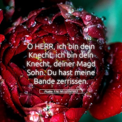 Picture 05 - Psalm 116:16 LUTH1912 - O HERR, ich bin dein Knecht; ich bin dein Knecht, - Bible Verse Picture