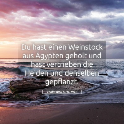 Picture 05 - Psalm 80:8 LUTH1912 - Du hast einen Weinstock aus Ägypten geholt und - Bible Verse Picture