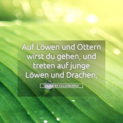 Picture 05 - Psalm 91:13 LUTH1912 - Auf Löwen und Ottern wirst du gehen, und treten - Bible Verse Picture