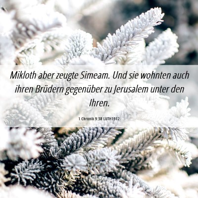 Picture 06 - 1 Chronik 9:38 LUTH1912 - Mikloth aber zeugte Simeam. Und sie wohnten auch - Bible Verse Picture