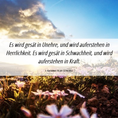 Picture 06 - 1 Korinther 15:43 LUTH1912 - Es wird gesät in Unehre, und wird auferstehen in - Bible Verse Picture