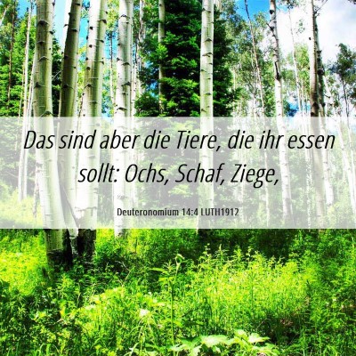 Picture 06 - Deuteronomium 14:4 LUTH1912 - Das sind aber die Tiere, die ihr essen sollt: - Bible Verse Picture