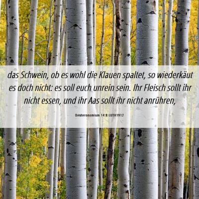 Picture 06 - Deuteronomium 14:8 LUTH1912 - das Schwein, ob es wohl die Klauen spaltet, so - Bible Verse Picture