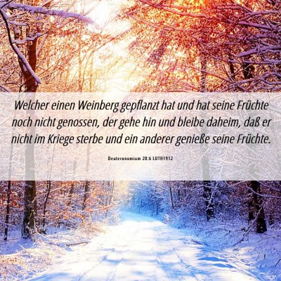 Picture 06 - Deuteronomium 20:6 LUTH1912 - Welcher einen Weinberg gepflanzt hat und hat - Bible Verse Picture