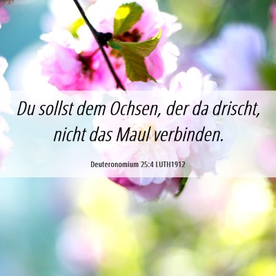 Picture 06 - Deuteronomium 25:4 LUTH1912 - Du sollst dem Ochsen, der da drischt, nicht das - Bible Verse Picture