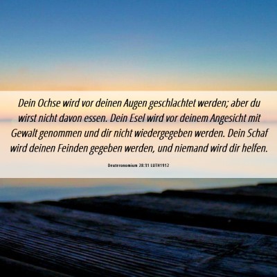 Picture 06 - Deuteronomium 28:31 LUTH1912 - Dein Ochse wird vor deinen Augen geschlachtet - Bible Verse Picture