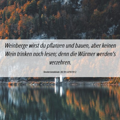 Picture 06 - Deuteronomium 28:39 LUTH1912 - Weinberge wirst du pflanzen und bauen, aber - Bible Verse Picture