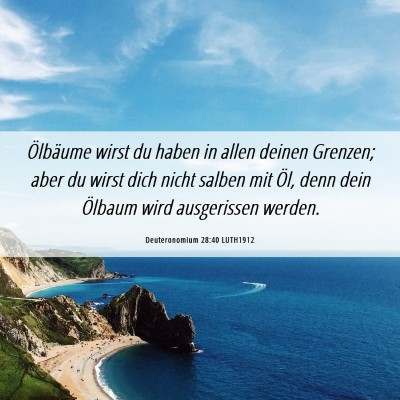 Picture 06 - Deuteronomium 28:40 LUTH1912 - Ölbäume wirst du haben in allen deinen Grenzen; - Bible Verse Picture