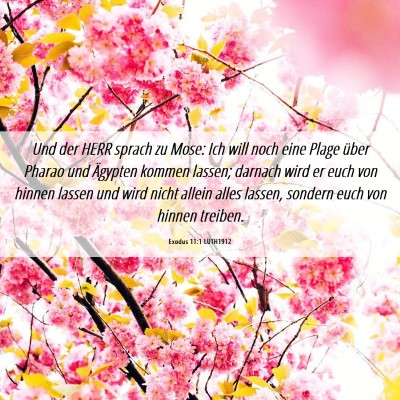 Picture 06 - Exodus 11:1 LUTH1912 - Und der HERR sprach zu Mose: Ich will noch eine - Bible Verse Picture