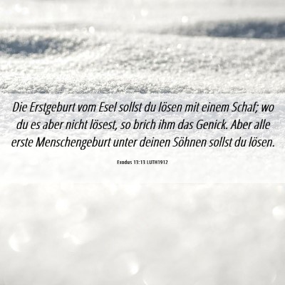 Picture 06 - Exodus 13:13 LUTH1912 - Die Erstgeburt vom Esel sollst du lösen mit - Bible Verse Picture