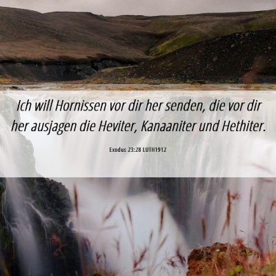 Picture 06 - Exodus 23:28 LUTH1912 - Ich will Hornissen vor dir her senden, die vor - Bible Verse Picture