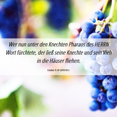 Picture 06 - Exodus 9:20 LUTH1912 - Wer nun unter den Knechten Pharaos des HERRN Wort - Bible Verse Picture