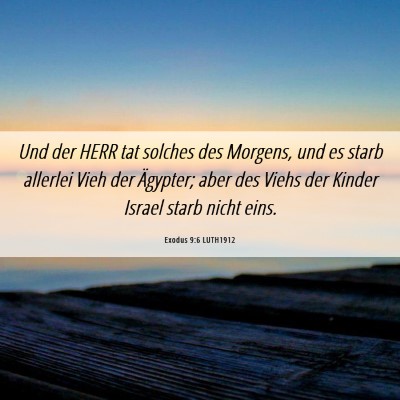 Picture 06 - Exodus 9:6 LUTH1912 - Und der HERR tat solches des Morgens, und es - Bible Verse Picture