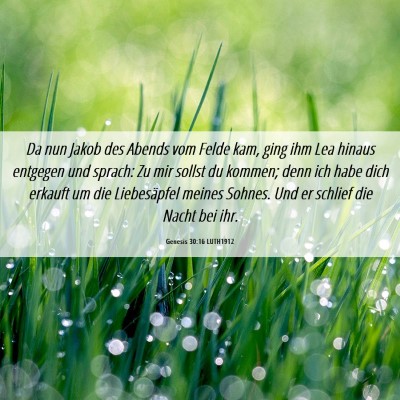 Picture 06 - Genesis 30:16 LUTH1912 - Da nun Jakob des Abends vom Felde kam, ging ihm - Bible Verse Picture
