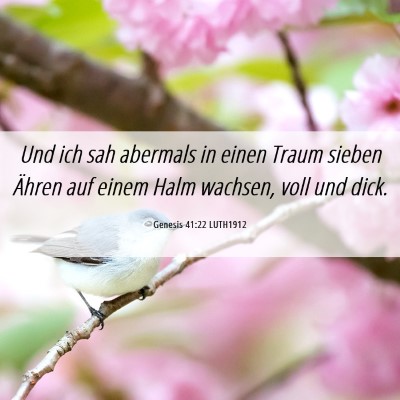 Picture 06 - Genesis 41:22 LUTH1912 - Und ich sah abermals in einen Traum sieben Ähren - Bible Verse Picture