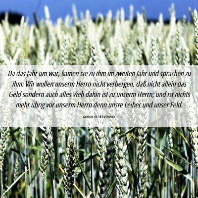 Picture 06 - Genesis 47:18 LUTH1912 - Da das Jahr um war, kamen sie zu ihm im zweiten - Bible Verse Picture