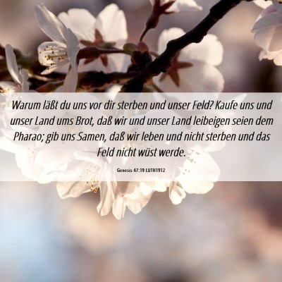 Picture 06 - Genesis 47:19 LUTH1912 - Warum läßt du uns vor dir sterben und unser - Bible Verse Picture