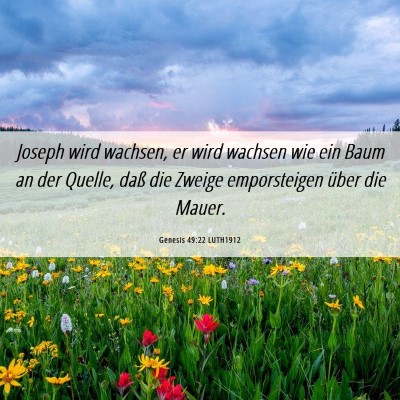 Picture 06 - Genesis 49:22 LUTH1912 - Joseph wird wachsen, er wird wachsen wie ein Baum - Bible Verse Picture