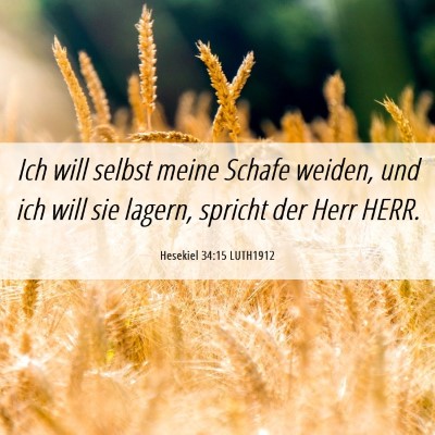 Picture 06 - Hesekiel 34:15 LUTH1912 - Ich will selbst meine Schafe weiden, und ich will - Bible Verse Picture