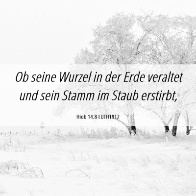 Picture 06 - Hiob 14:8 LUTH1912 - Ob seine Wurzel in der Erde veraltet und sein - Bible Verse Picture