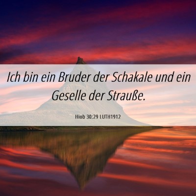 Picture 06 - Hiob 30:29 LUTH1912 - Ich bin ein Bruder der Schakale und ein Geselle - Bible Verse Picture