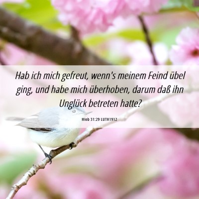 Picture 06 - Hiob 31:29 LUTH1912 - Hab ich mich gefreut, wenn's meinem Feind übel - Bible Verse Picture