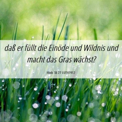 Picture 06 - Hiob 38:27 LUTH1912 - daß er füllt die Einöde und Wildnis und macht - Bible Verse Picture