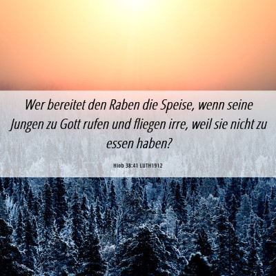Picture 06 - Hiob 38:41 LUTH1912 - Wer bereitet den Raben die Speise, wenn seine - Bible Verse Picture