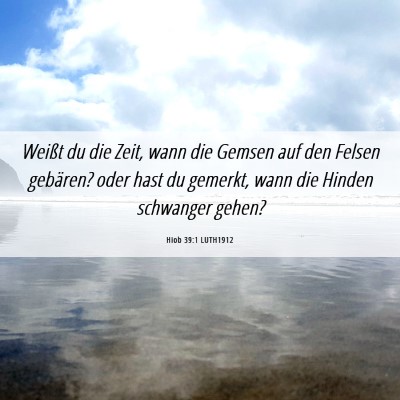 Picture 06 - Hiob 39:1 LUTH1912 - Weißt du die Zeit, wann die Gemsen auf den - Bible Verse Picture
