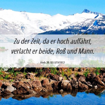 Picture 06 - Hiob 39:18 LUTH1912 - Zu der Zeit, da er hoch auffährt, verlacht er - Bible Verse Picture