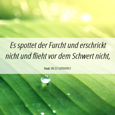 Picture 06 - Hiob 39:22 LUTH1912 - Es spottet der Furcht und erschrickt nicht und - Bible Verse Picture