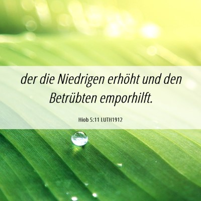 Picture 06 - Hiob 5:11 LUTH1912 - der die Niedrigen erhöht und den Betrübten - Bible Verse Picture