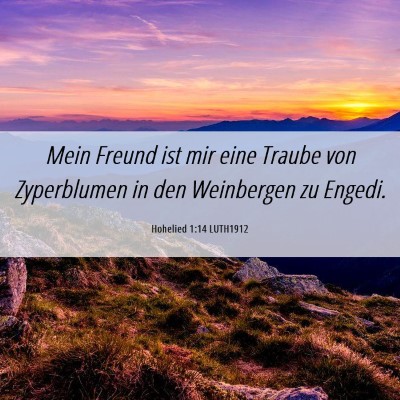Picture 06 - Hohelied 1:14 LUTH1912 - Mein Freund ist mir eine Traube von Zyperblumen - Bible Verse Picture