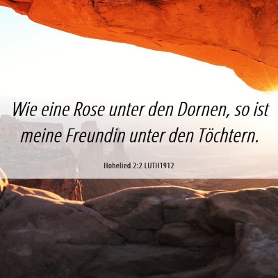 Picture 06 - Hohelied 2:2 LUTH1912 - Wie eine Rose unter den Dornen, so ist meine - Bible Verse Picture