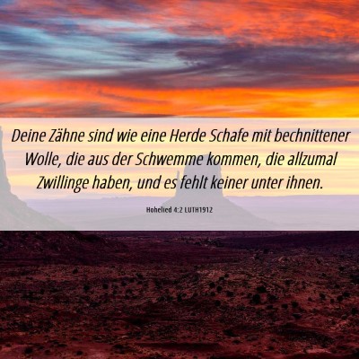 Picture 06 - Hohelied 4:2 LUTH1912 - Deine Zähne sind wie eine Herde Schafe mit - Bible Verse Picture