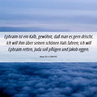 Picture 06 - Hosea 10:11 LUTH1912 - Ephraim ist ein Kalb, gewöhnt, daß man es gern - Bible Verse Picture