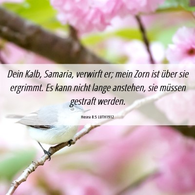 Picture 06 - Hosea 8:5 LUTH1912 - Dein Kalb, Samaria, verwirft er; mein Zorn ist - Bible Verse Picture