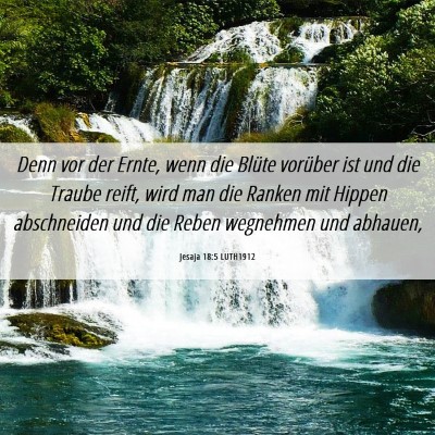 Picture 06 - Jesaja 18:5 LUTH1912 - Denn vor der Ernte, wenn die Blüte vorüber ist - Bible Verse Picture