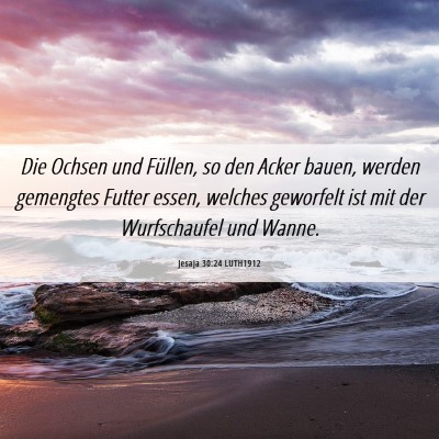 Picture 06 - Jesaja 30:24 LUTH1912 - Die Ochsen und Füllen, so den Acker bauen, - Bible Verse Picture