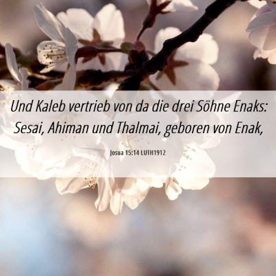 Picture 06 - Josua 15:14 LUTH1912 - Und Kaleb vertrieb von da die drei Söhne Enaks: - Bible Verse Picture