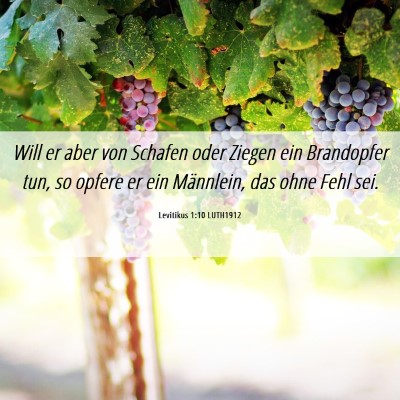 Picture 06 - Levitikus 1:10 LUTH1912 - Will er aber von Schafen oder Ziegen ein - Bible Verse Picture