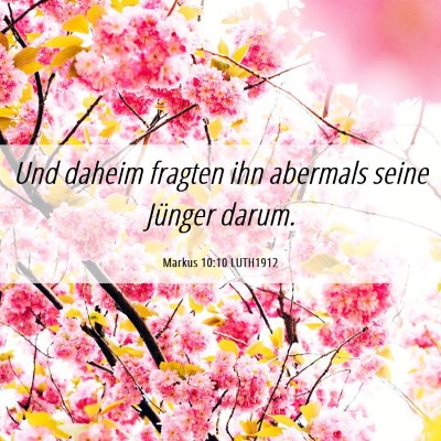 Picture 06 - Markus 10:10 LUTH1912 - Und daheim fragten ihn abermals seine Jünger - Bible Verse Picture